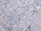 Goat Anti-TMPRSS2 Antibody